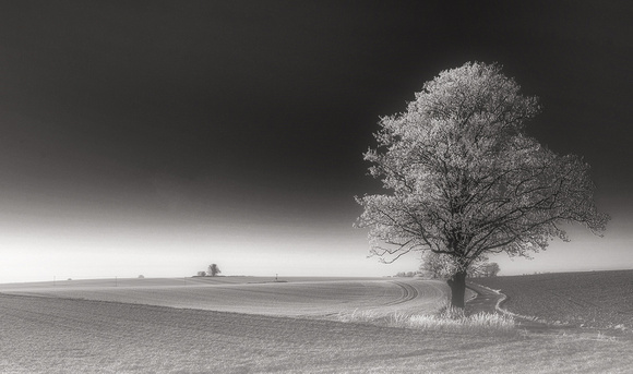 Frost laden Tree.