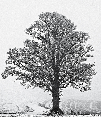 Light Snow & Tree.